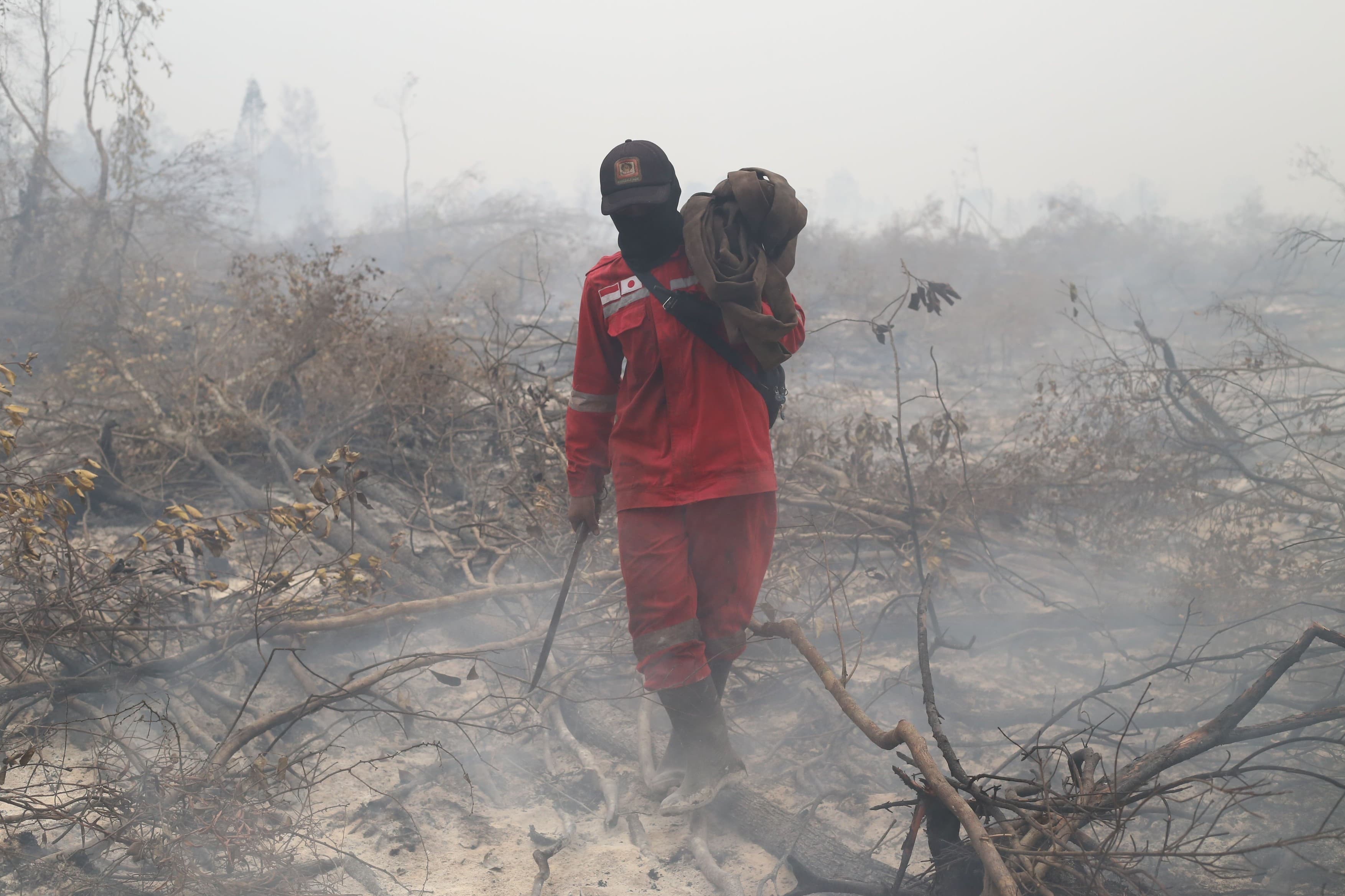 Incendiile din Indonezia amenință cele mai vechi picturi rupestre de pe Sulawesi